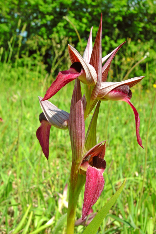 Orchidee del Chianti - Ophrys sphegodes e altre...